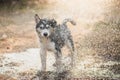 Siberian husky puppy shakes the water off its coat.