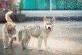 Siberian husky puppy shakes the water off its coat.