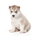 Siberian Husky puppy sitting in front. isolated on white Royalty Free Stock Photo