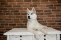 Siberian husky puppy sitting on the furniture. Lifestyle with dog