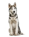 Siberian Husky puppy sitting, isolated Royalty Free Stock Photo