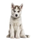 Siberian Husky puppy sitting, isolated Royalty Free Stock Photo