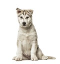 Siberian Husky Puppy sitting, 2 months old, isolated Royalty Free Stock Photo