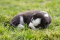 Siberian Husky puppy sleeping on green grass. Outdoor pet portrait. Royalty Free Stock Photo