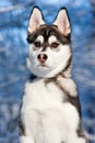 Siberian Husky Puppy in Snow