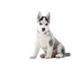 Siberian husky puppy at studio Royalty Free Stock Photo