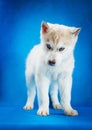 Siberian husky puppy studio shoot Royalty Free Stock Photo