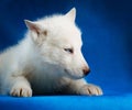 Siberian husky puppy studio shoot Royalty Free Stock Photo