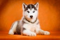 Siberian husky puppy studio shoot Royalty Free Stock Photo