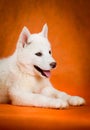 Siberian husky puppy studio shoot Royalty Free Stock Photo