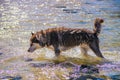 Siberian Husky puppy swimming on the shore sea splashing water Royalty Free Stock Photo