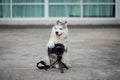 Siberian husky puppy taking a photo