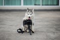 Siberian husky puppy taking a photo