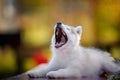 Siberian Husky Puppy yawns