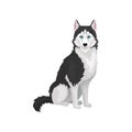 Siberian Husky purebred dog with blue eyes vector Illustration on a white background Royalty Free Stock Photo