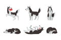 Siberian Husky Purebred Pet in Different Poses Vector Set