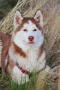 Portrait of a red husky in the tall grass