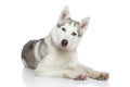 Siberian Husky resting