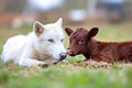 Siberian Husky Resting with Calf in Peaceful Moment. Royalty Free Stock Photo