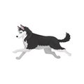 Siberian Husky running, black and white fluffy purebred dog vector Illustration on a white background