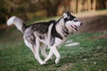 Siberian Husky running in the park