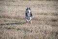 Siberian husky running on the spring field.