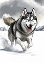 siberian husky that running in the vast snowfield