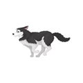 Siberian Husky running, white and black purebred dog animal with blue eyes vector Illustration on a white background