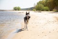 Siberian husky runs along the shore