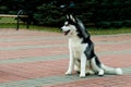 Siberian husky seats.