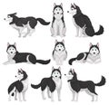 Siberian Husky set, white and black purebred dog animal in various poses vector Illustration on a white background Royalty Free Stock Photo