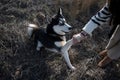 Siberian Husky shaking hands with his owner