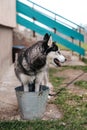 Siberian Husky on the shores of lake Royalty Free Stock Photo