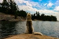 Siberian Husky on the shores of lake looking very majestic Royalty Free Stock Photo