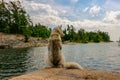 Siberian Husky on the shores of lake Royalty Free Stock Photo