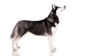 Siberian husky - show dog Royalty Free Stock Photo