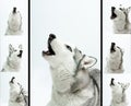 Siberian husky sings