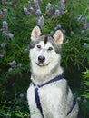 Siberian Husky sits attentively against a lavender bush, its striking features exuding a friendly alertness