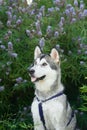 Siberian Husky sits attentively against a lavender bush, its striking features exuding a friendly alertness