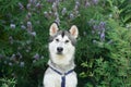 Siberian Husky sits attentively against a lavender bush, its striking features exuding a friendly alertness