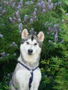 Siberian Husky sits attentively against a lavender bush, its striking features exuding a friendly alertness