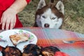 Siberian husky sits near the table with meat and asks for food. The dog looks at the grilled treat