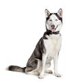 Siberian Husky sitting against white background