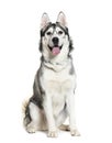 Siberian Husky sitting in front of white background