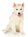 Siberian Husky sitting in front. on white background