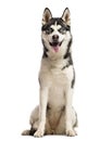 Siberian Husky sitting