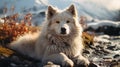 Siberian husky sitting in the nature, melting snow around and spring flowers, blooming season, sun, spring colors.