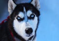 Siberian Husky Royalty Free Stock Photo