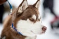 Siberian husky sled dog Royalty Free Stock Photo