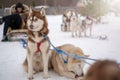 Siberian husky sled dog racing. Mushing winter competition. Husky sled dogs in harness pull a sled with dog driver